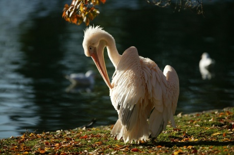 Pelican in the sun, St. James's Park, by Anne Marie Briscombe