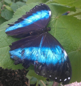 Papilio palinurus, south Asia.