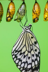 Butterfly and chrysalises. Image courtesy of the Natural History Museum.